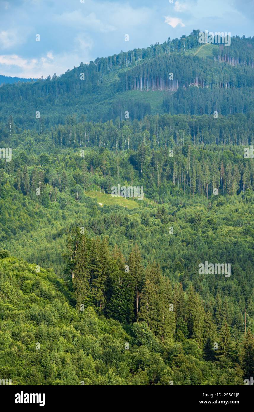 Malerischer Sommer Karpaten Berglandschaft Wiesen. Üppige Vegetation und wunderschöne Wildblumen. Stockfoto