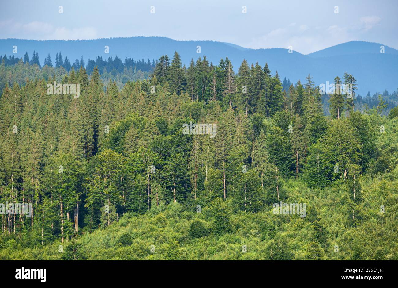 Malerischer Sommer Karpaten Berglandschaft Wiesen. Üppige Vegetation und wunderschöne Wildblumen. Stockfoto
