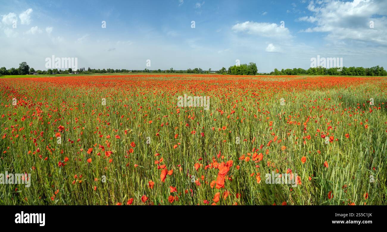 Wunderschöne ukrainische Landschaft Frühlingslandschaft mit Weizenfeld und roten Mohnblumen, Ukraine, sonniger Tag, blauer Himmel mit Wolken. Stockfoto
