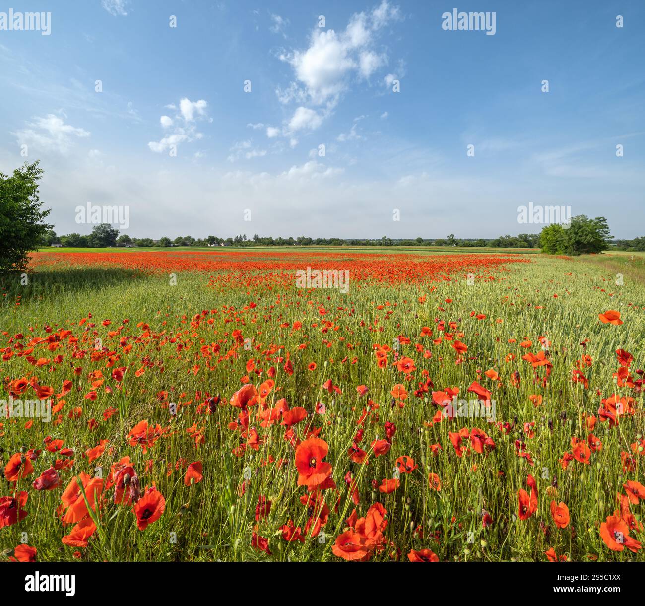 Wunderschöne ukrainische Landschaft Frühlingslandschaft mit Weizenfeld und roten Mohnblumen, Ukraine, sonniger Tag, blauer Himmel mit Wolken. Stockfoto