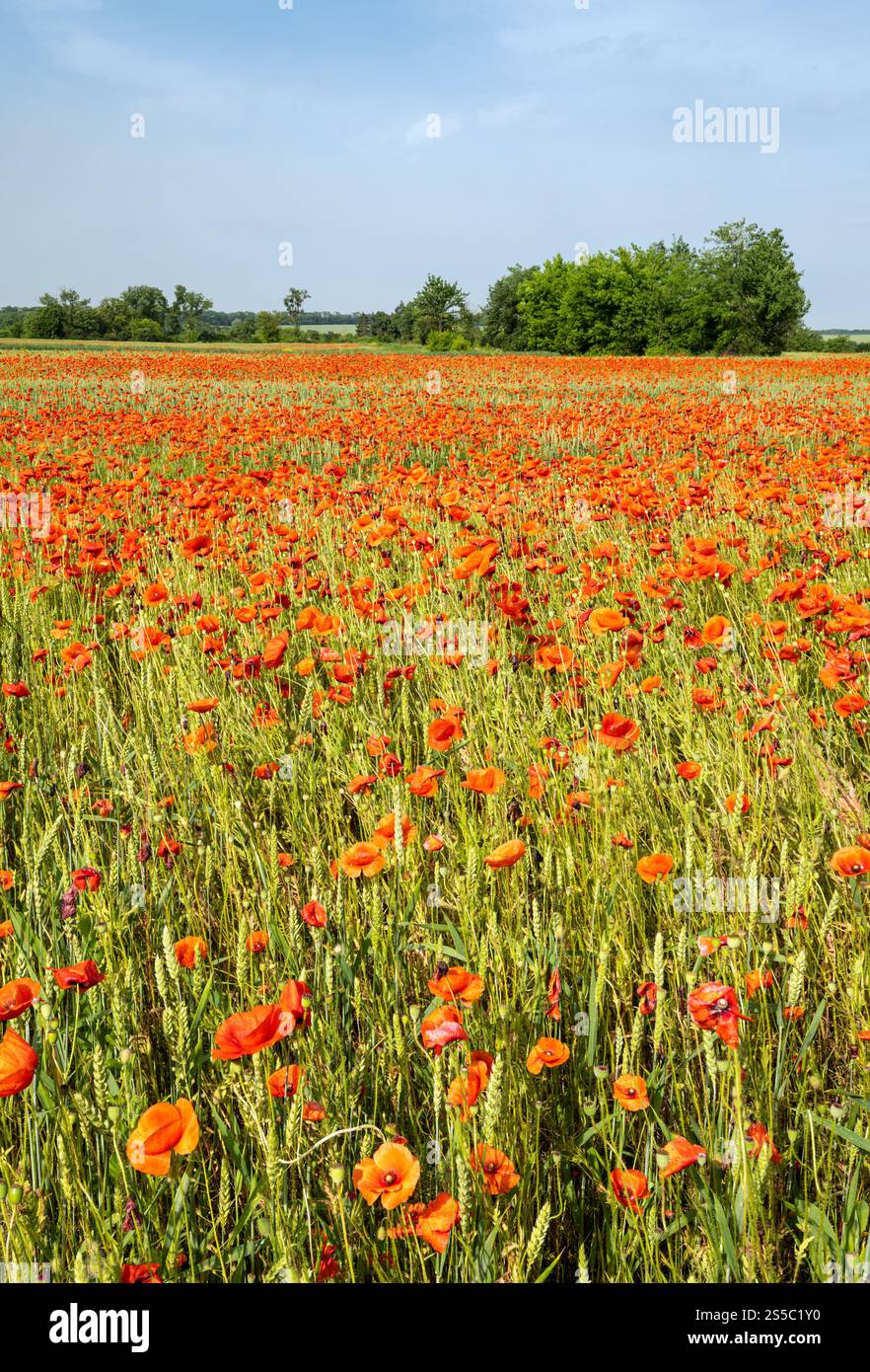 Wunderschöne ukrainische Landschaft Frühlingslandschaft mit Weizenfeld und roten Mohnblumen, Ukraine, sonniger Tag, blauer Himmel mit Wolken. Stockfoto
