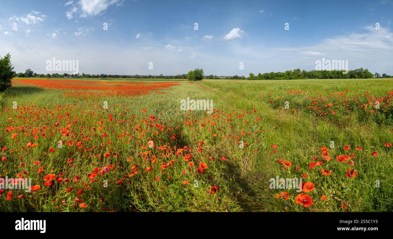 Wunderschöne ukrainische Landschaft Frühlingslandschaft mit Weizenfeld und roten Mohnblumen, Ukraine, sonniger Tag, blauer Himmel mit Wolken. Stockfoto