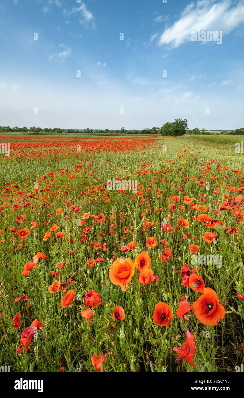 Wunderschöne ukrainische Landschaft Frühlingslandschaft mit Weizenfeld und roten Mohnblumen, Ukraine, sonniger Tag, blauer Himmel mit Wolken. Stockfoto