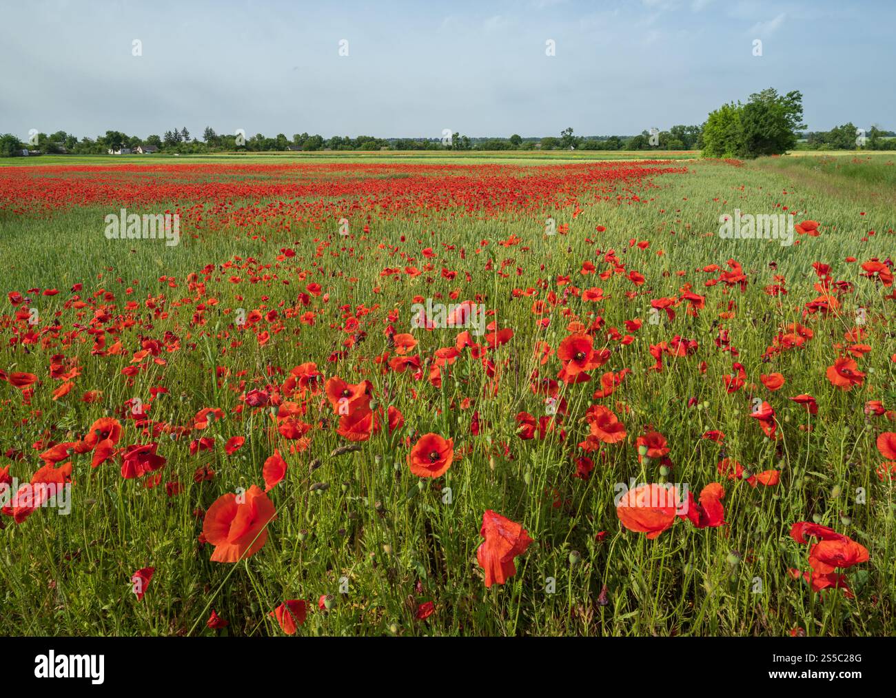 Wunderschöne ukrainische Landschaft Frühlingslandschaft mit Weizenfeld und roten Mohnblumen, Ukraine, sonniger Tag, blauer Himmel mit Wolken. Stockfoto