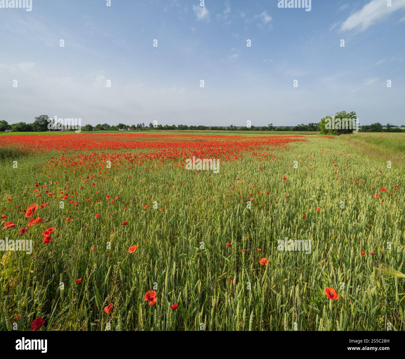 Wunderschöne ukrainische Landschaft Frühlingslandschaft mit Weizenfeld und roten Mohnblumen, Ukraine, sonniger Tag, blauer Himmel mit Wolken. Stockfoto
