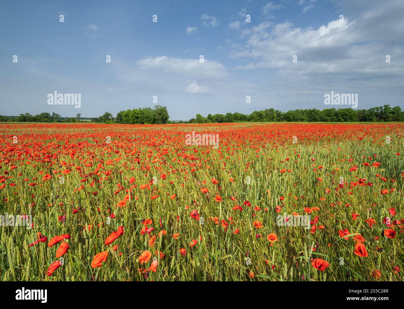 Wunderschöne ukrainische Landschaft Frühlingslandschaft mit Weizenfeld und roten Mohnblumen, Ukraine, sonniger Tag, blauer Himmel mit Wolken. Stockfoto