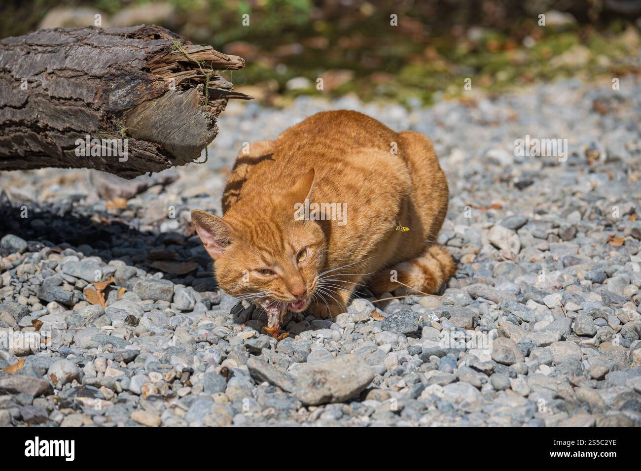 Hauskatze hungrig in der Natur Stockfoto