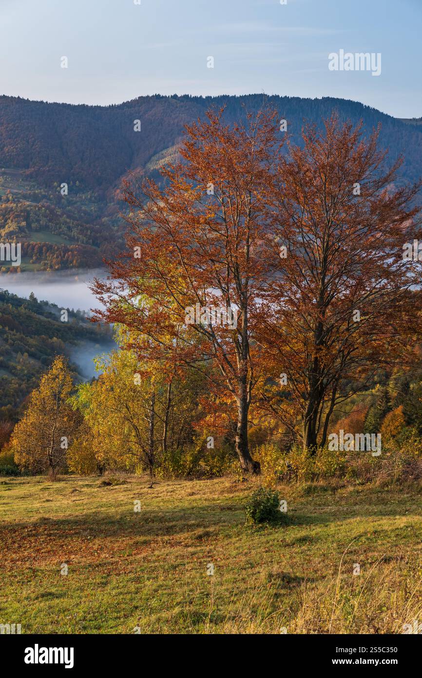 Nebelige Herbstszene am frühen Morgen. Friedliche malerische Reisen, saisonale Natur- und Landschaftsschönheiten. Karpaten Stockfoto