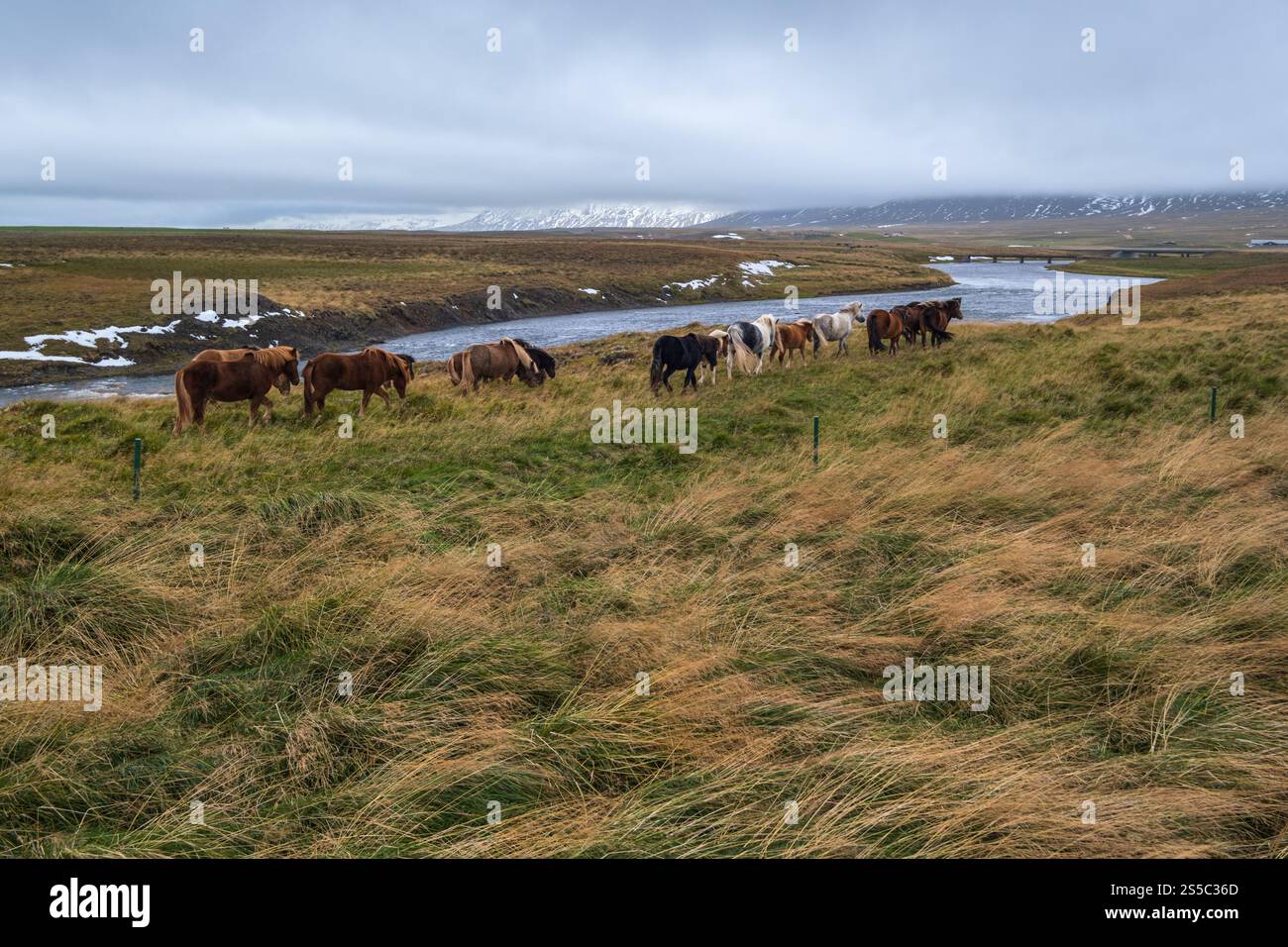 Islandpferde grasen auf West Island, Halbinsel Vatnsnes. Nur eine Pferderasse lebt in Island. Wunderschön und gepflegt Isländisch Stockfoto