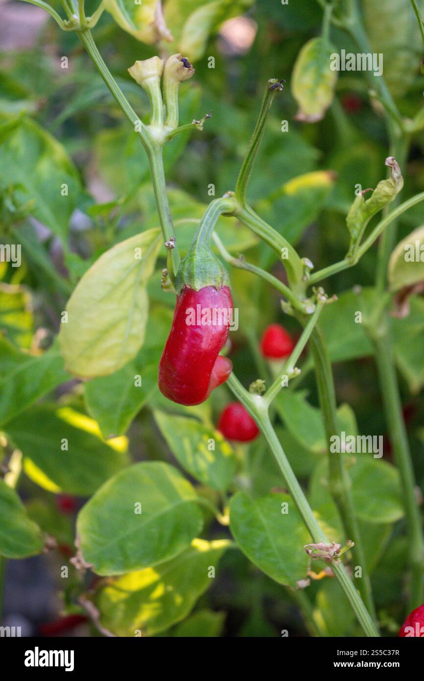 Ein Chili-Pfeffer auf der Rebe. Stockfoto