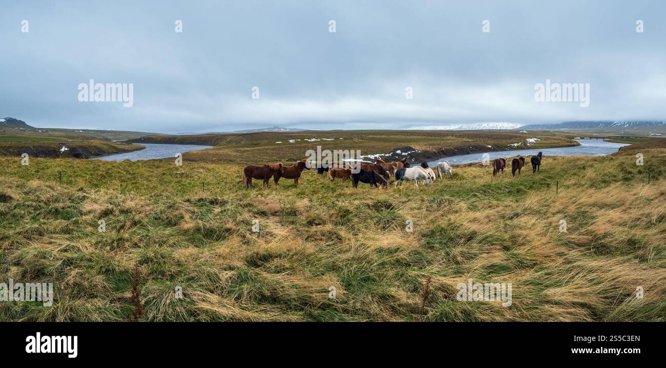 Islandpferde grasen auf West Island, Halbinsel Vatnsnes. Nur eine Pferderasse lebt in Island. Wunderschön und gepflegt Isländisch Stockfoto