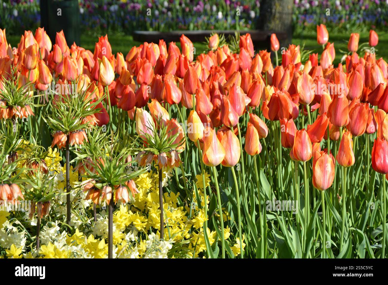 Tulpenblüten und Kronenfritillerie, die im Keukenhof-Garten wächst. Nahaufnahme der Frühlingstulpen. Niederlande, Europa. Stockfoto