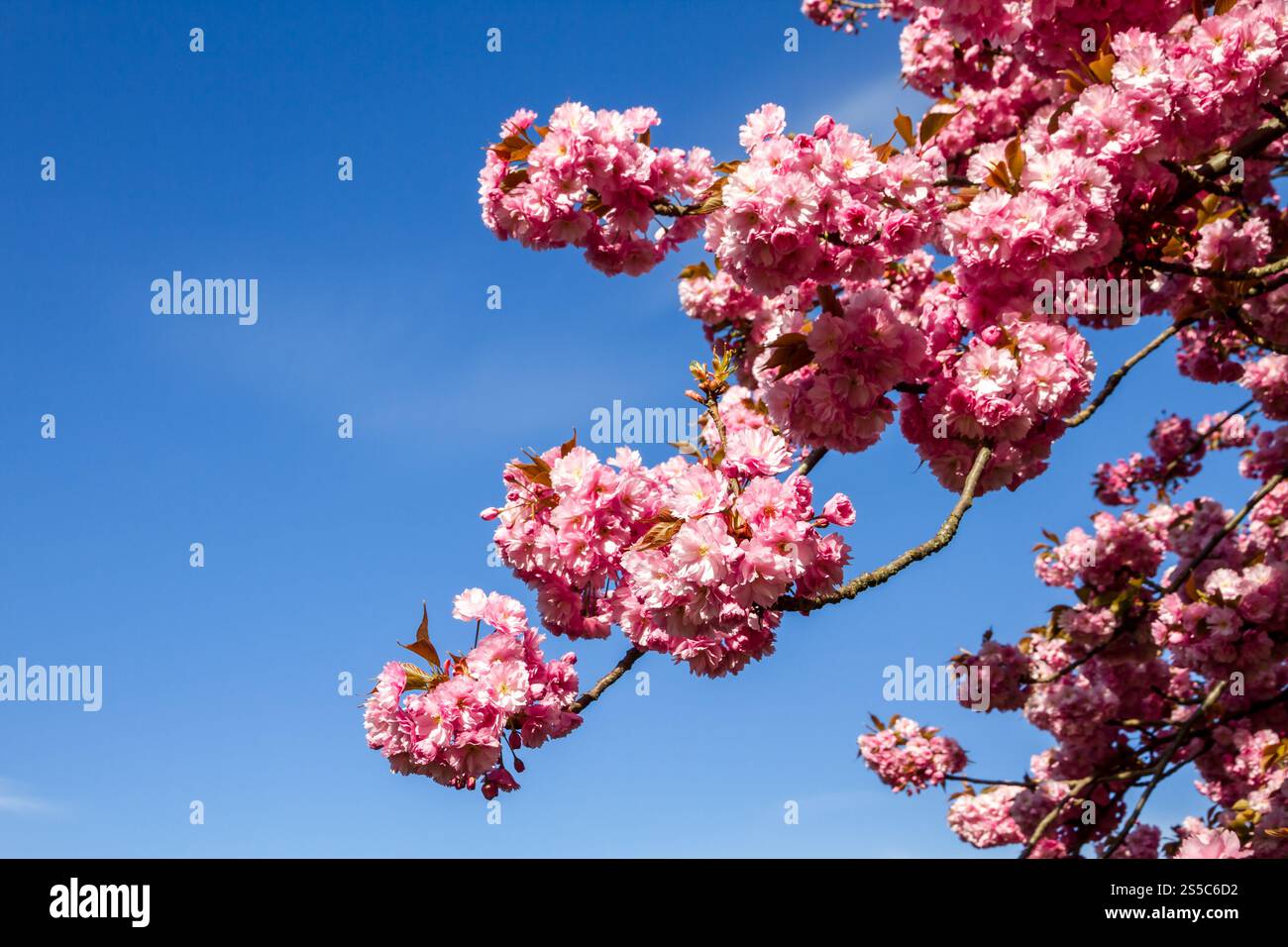 Japanische Kirschblütenzweige im Frühjahr. Blauer Himmel Hintergrund. Japanische Kirschblütenzweige im Frühjahr Stockfoto