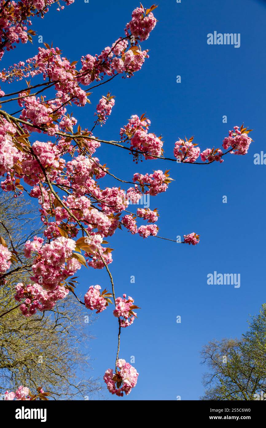 Japanische Kirschblütenzweige im Frühjahr. Blauer Himmel Hintergrund. Japanische Kirschblütenzweige im Frühjahr Stockfoto