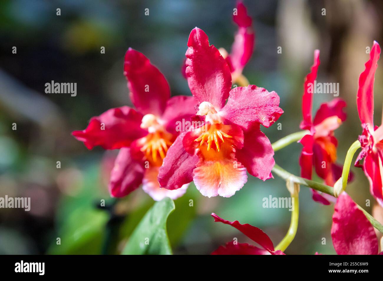 Orchideenblume, seltene Art. Tropischer Blumenhintergrund. Orchideenblume, seltene Art Stockfoto