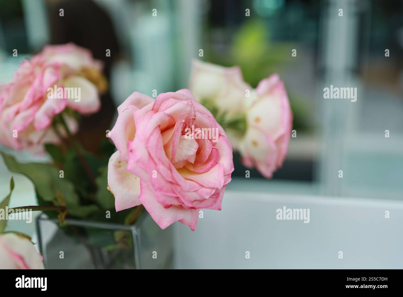 Natürliche rosa Rosen Blume in Vase steht auf dem Tisch in einem Café für Hintergrund. Stockfoto