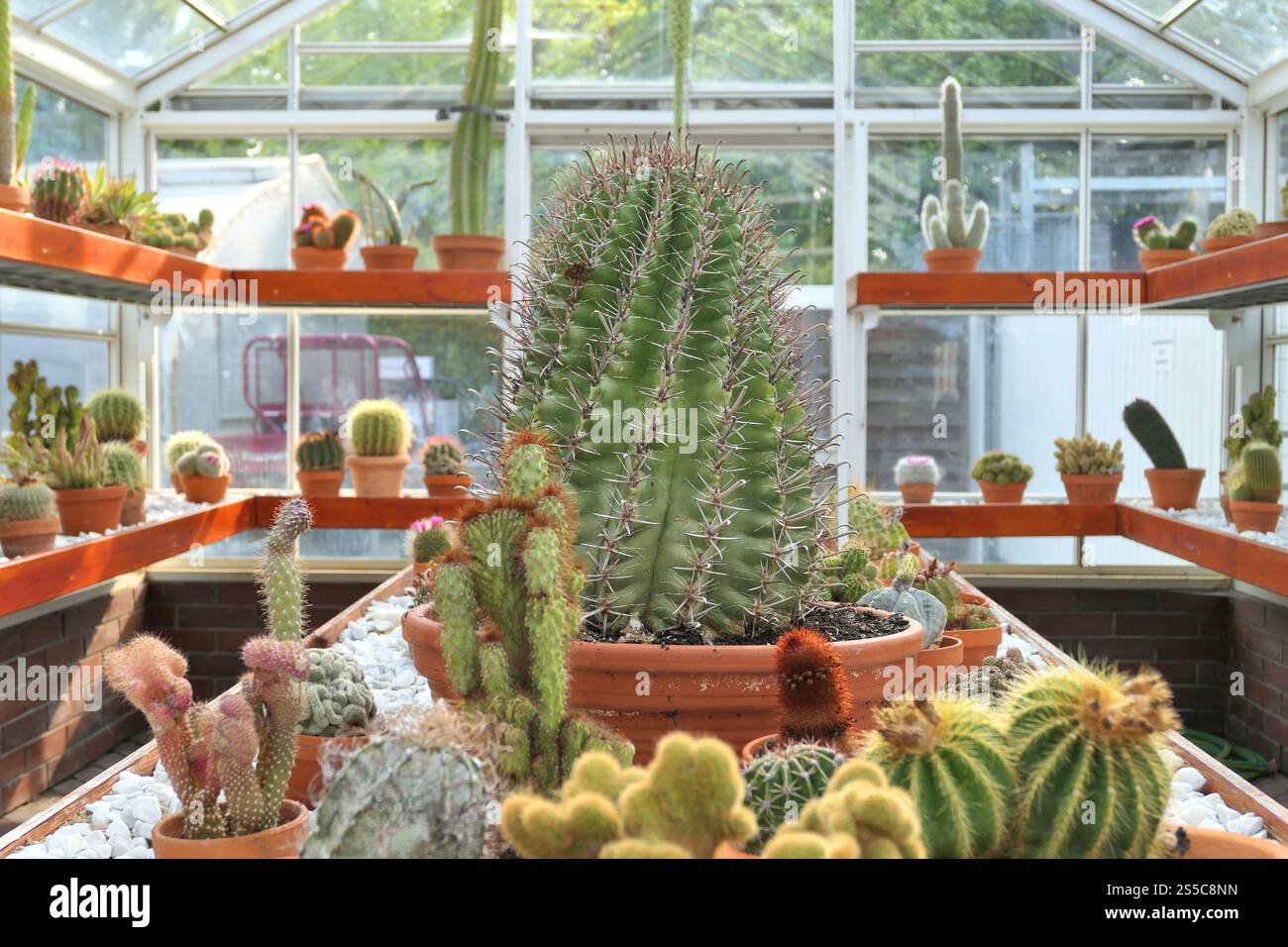 Verschiedene Kaktusarten im Gewächshaus. Kaktusgarten Stockfoto