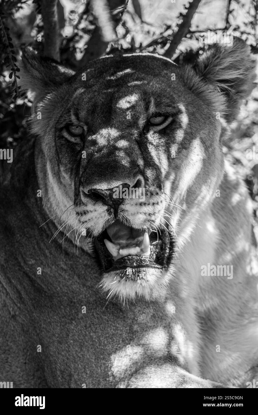 Eine majestätische Löwin, die in den Schatten ihres Lebensraums in der afrikanischen Savanne ruht Stockfoto