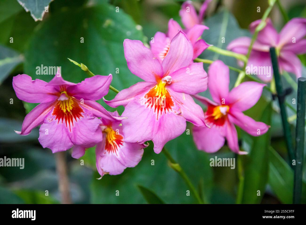 Orchideenblume, seltene Art. Tropischer Blumenhintergrund. Orchideenblume, seltene Art Stockfoto
