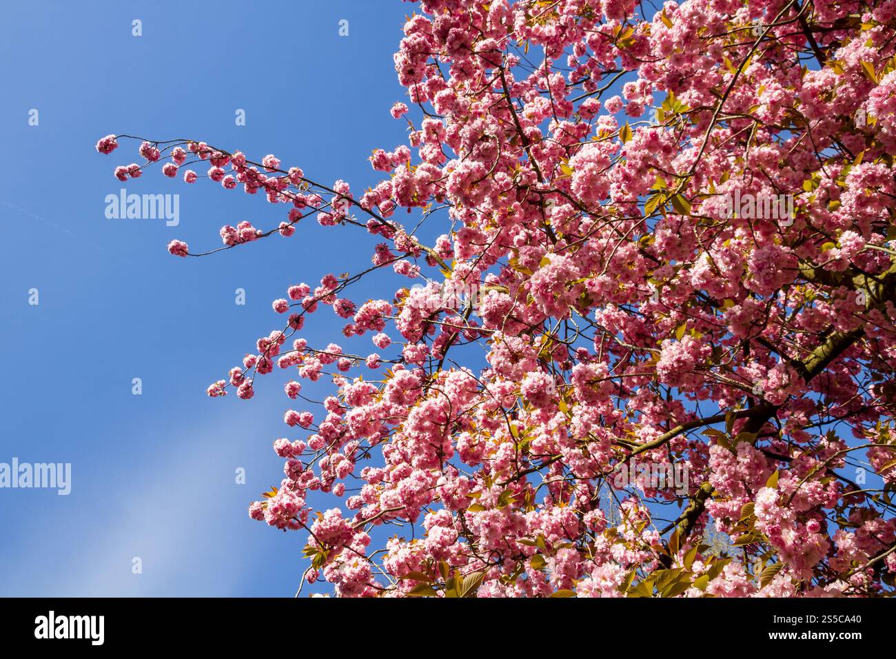 Japanische Kirschblütenzweige im Frühjahr. Blauer Himmel Hintergrund. Japanische Kirschblütenzweige im Frühjahr Stockfoto