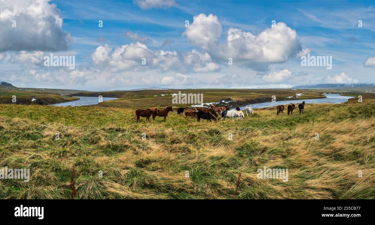 Islandpferde grasen auf West Island, Halbinsel Vatnsnes. Nur eine Pferderasse lebt in Island. Wunderschön und gepflegt Isländisch Stockfoto