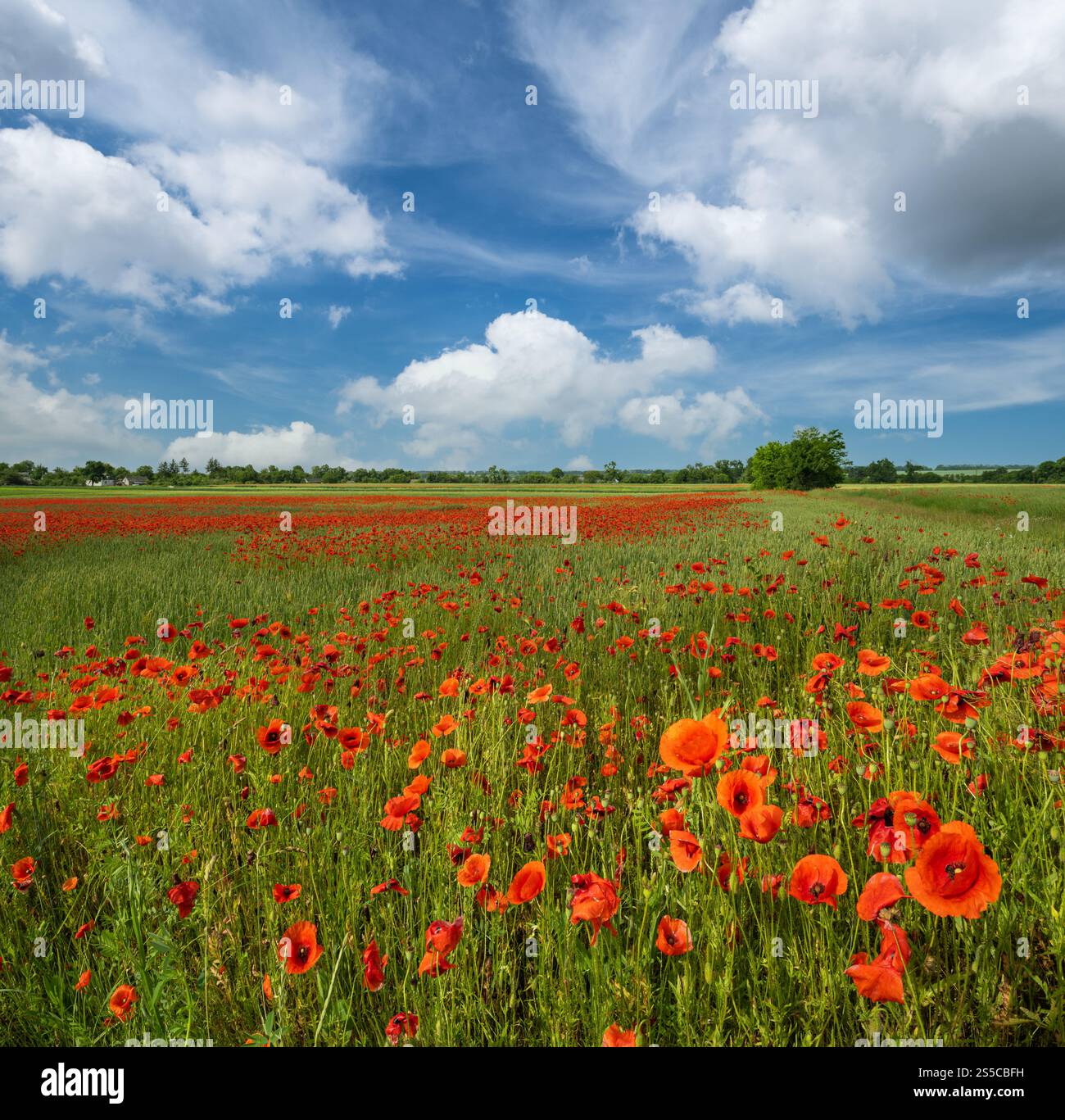 Wunderschöne ukrainische Landschaft Frühlingslandschaft mit Weizenfeld und roten Mohnblumen, Ukraine, sonniger Tag, blauer Himmel mit Wolken. Stockfoto