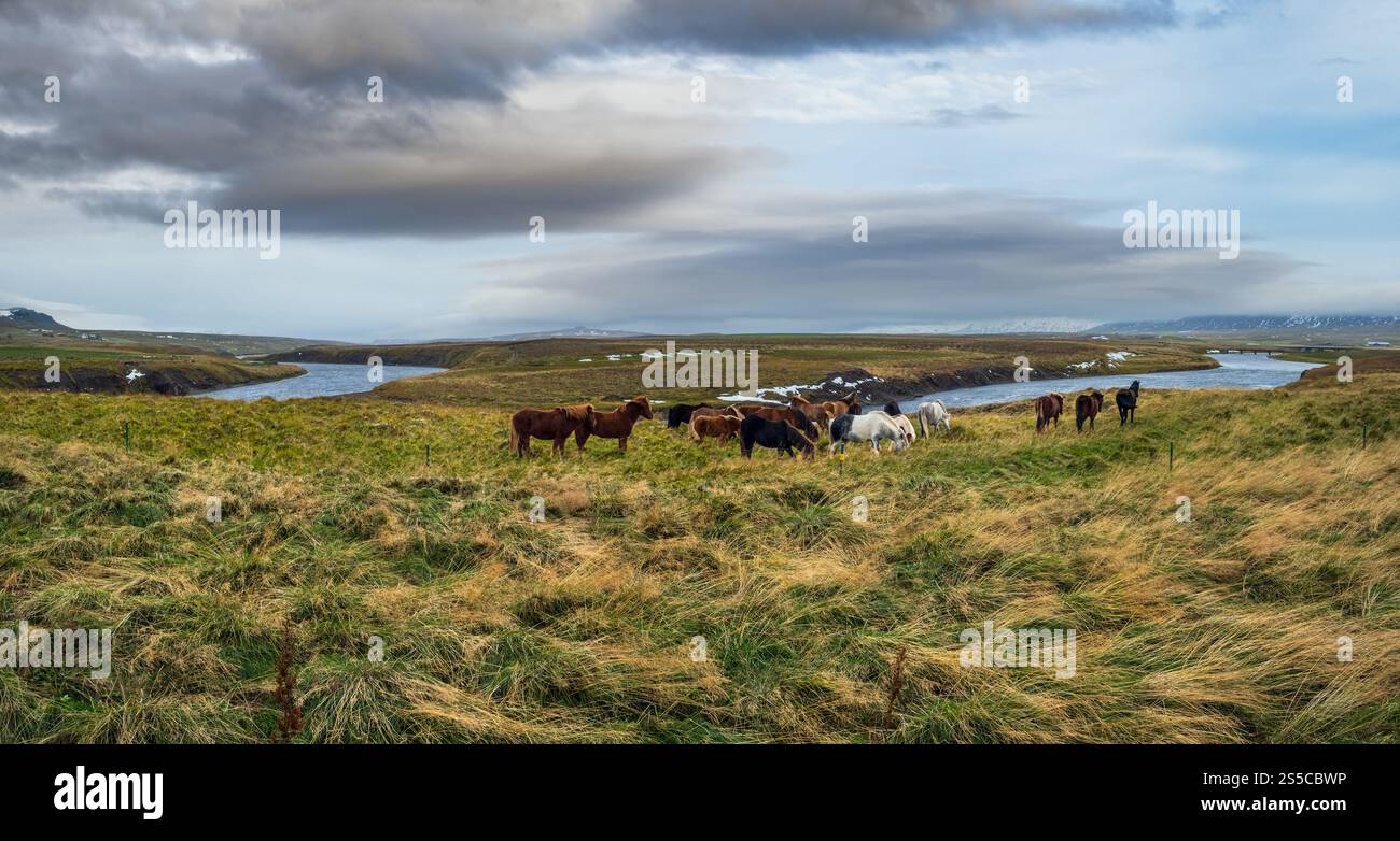 Islandpferde grasen auf West Island, Halbinsel Vatnsnes. Nur eine Pferderasse lebt in Island. Wunderschön und gepflegt Isländisch Stockfoto