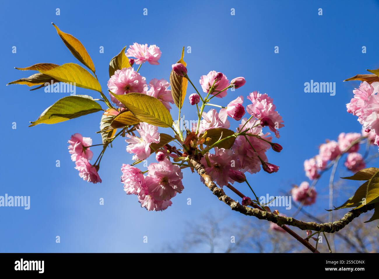 Japanische Kirschblütenzweige im Frühjahr. Blauer Himmel Hintergrund. Japanische Kirschblütenzweige im Frühjahr Stockfoto
