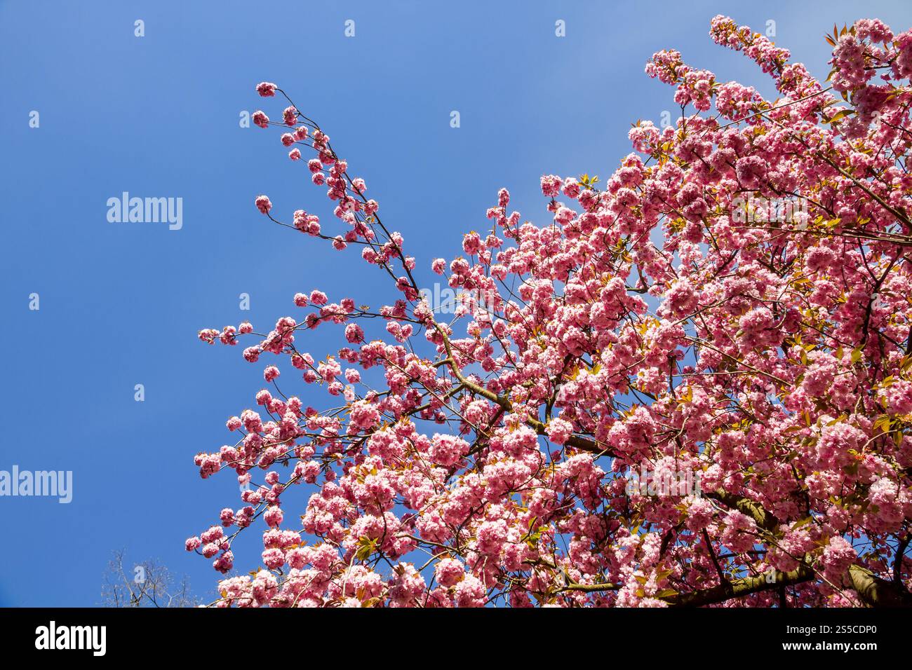 Japanische Kirschblütenzweige im Frühjahr. Blauer Himmel Hintergrund. Japanische Kirschblütenzweige im Frühjahr Stockfoto