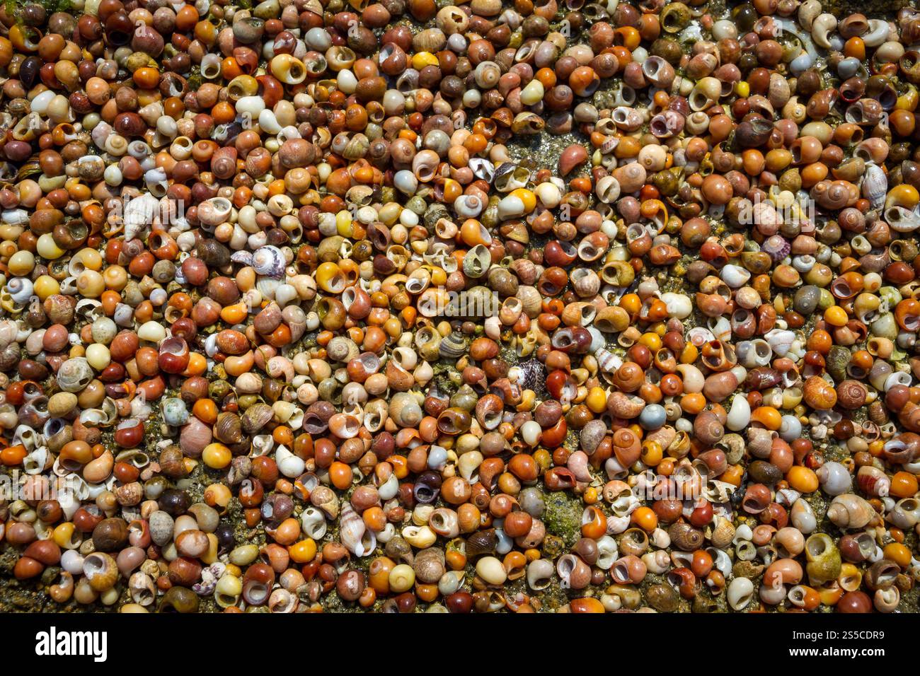 Makrofotografie mit Muscheltextur. Abstraktes Hintergrundbild. Hintergrund-Textur für Muscheln Stockfoto