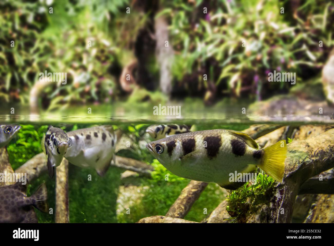 Gebänderte Bogenfische aus der Nähe im Mangrovenwasser Stockfoto