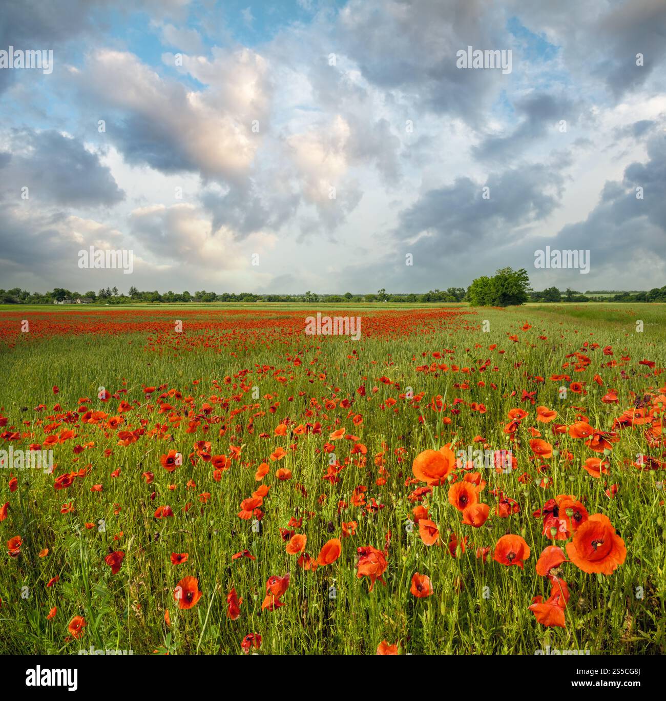 Wunderschöne ukrainische Landschaft Frühlingslandschaft mit Weizenfeld und roten Mohnblumen, Ukraine, sonniger Tag, blauer Himmel mit Wolken. Stockfoto