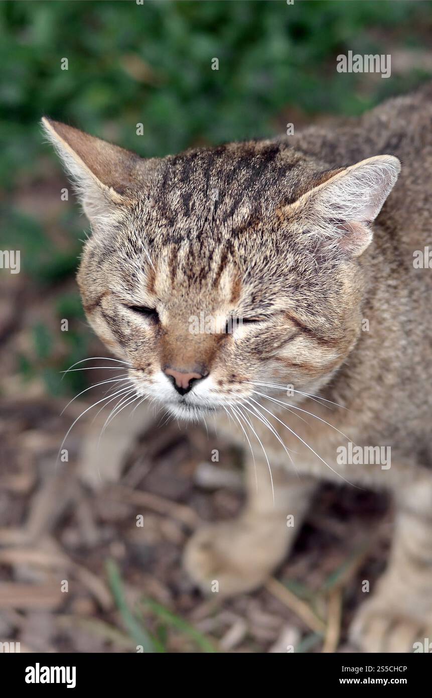 Mündungsporträt einer grau gestreiften Tabbykatze mit grünen Augen, selektiver Fokus. Trauriges Stimmungskonzept. Trauriges Mündungsporträt einer grau gestreiften Tabbykatze mit Stockfoto