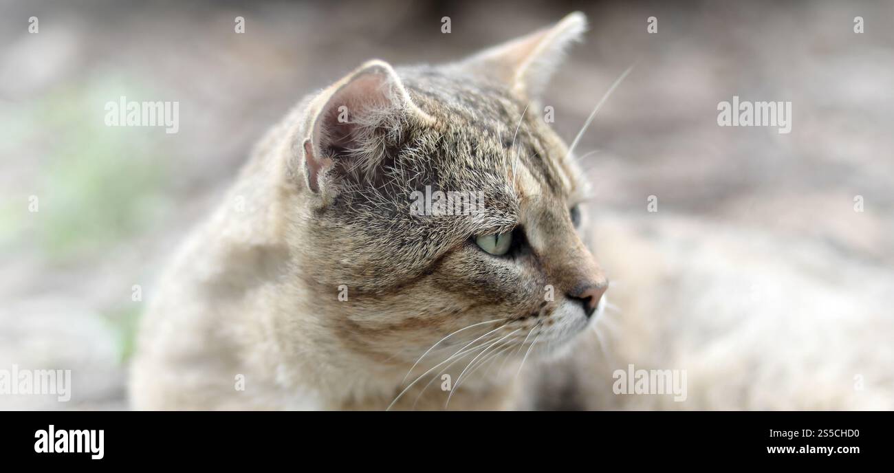 Mündungsporträt einer grau gestreiften Tabbykatze mit grünen Augen, selektiver Fokus. Trauriges Stimmungskonzept. Trauriges Mündungsporträt einer grau gestreiften Tabbykatze mit Stockfoto