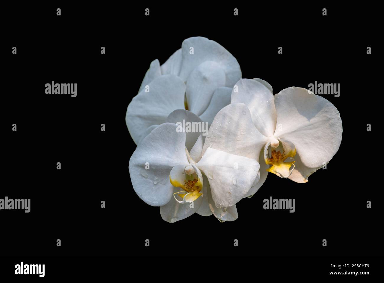 Nahaufnahme der hellen weißen Blüten der phalaenopsis-Orchideenhybride aka Mottenorchidee isoliert auf schwarzem Hintergrund Stockfoto