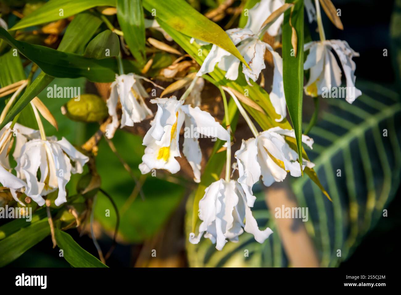 Orchideenblume, seltene Art. Tropischer Blumenhintergrund. Orchideenblume, seltene Art Stockfoto