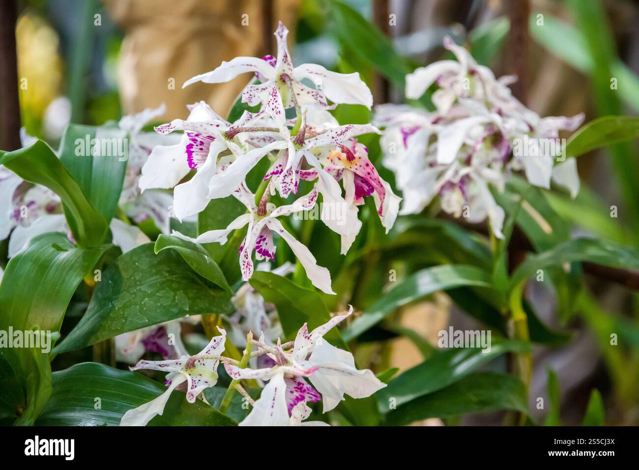 Orchideenblume, seltene Art. Tropischer Blumenhintergrund. Orchideenblume, seltene Art Stockfoto