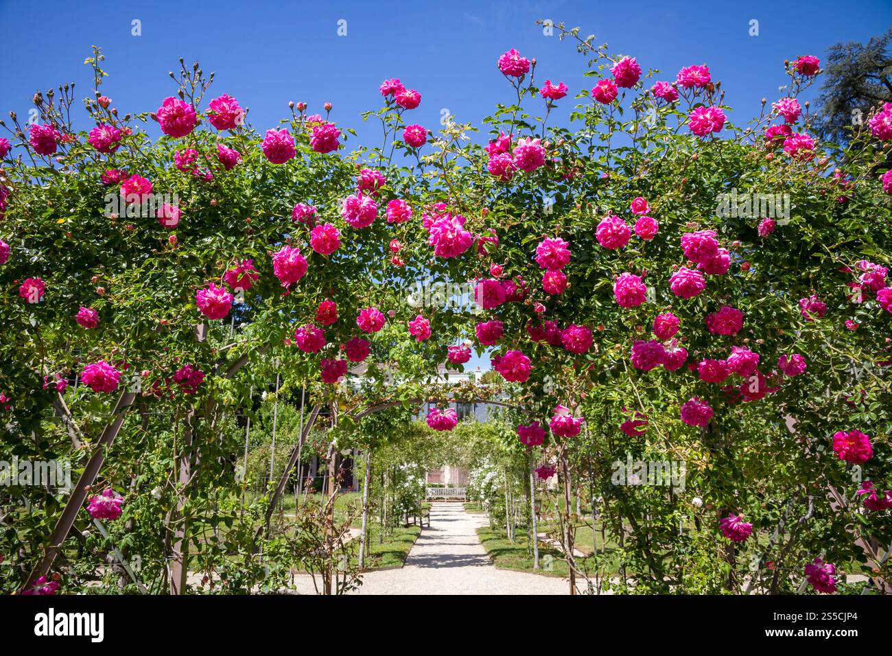 Pergola aus Rosen in einem französischen Garten. Blauer Himmel Hintergrund. Pergola aus Rosen in einem französischen Garten Stockfoto Pergola aus Rosen in einem französischen Garten. Blauer Himmel Hintergrund. Pergola aus Rosen in einem französischen Garten Stockfoto