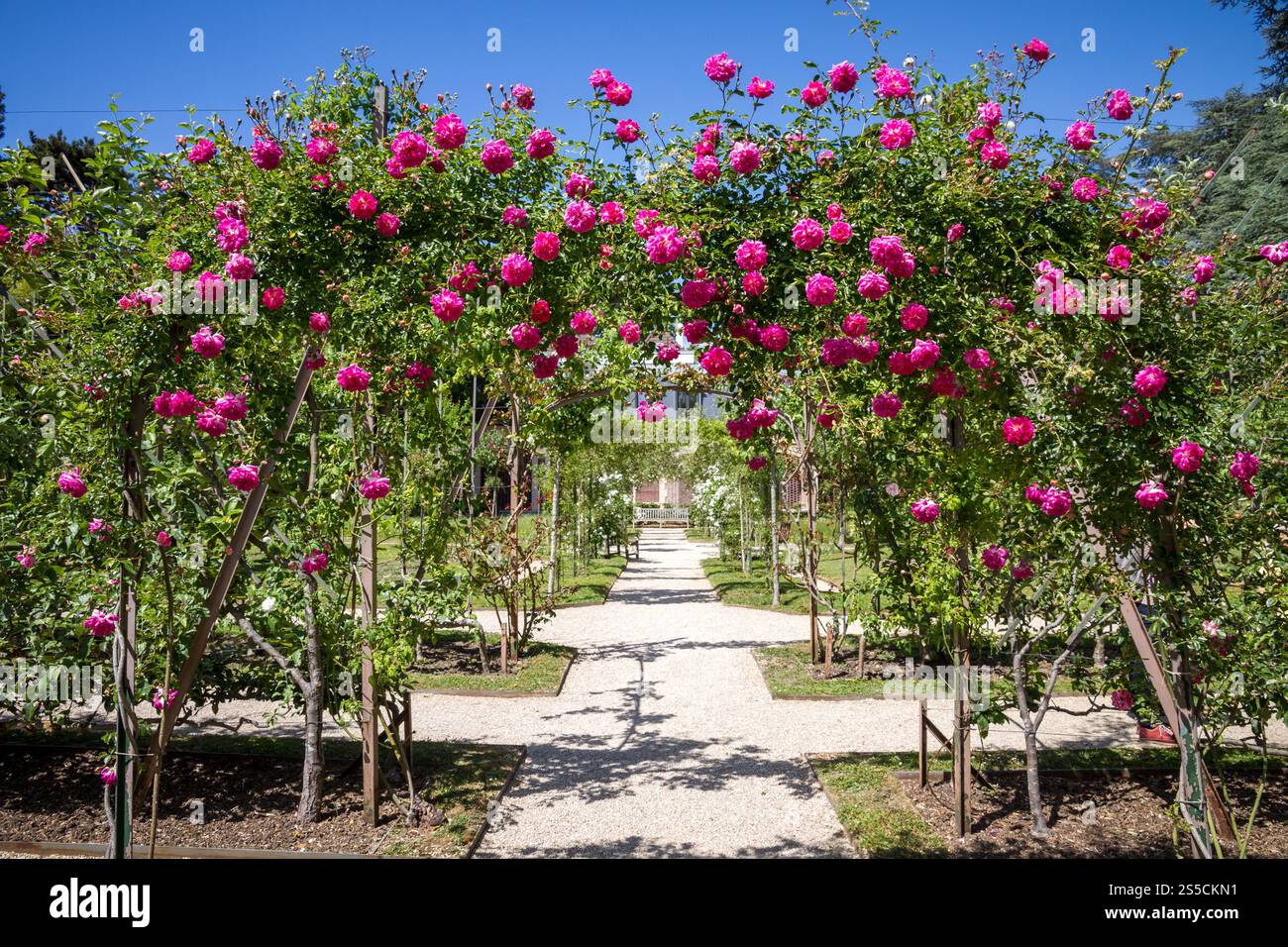 Pergola aus Rosen in einem französischen Garten. Blauer Himmel Hintergrund. Pergola aus Rosen in einem französischen Garten Stockfoto Pergola aus Rosen in einem französischen Garten. Blauer Himmel Hintergrund. Pergola aus Rosen in einem französischen Garten Stockfoto