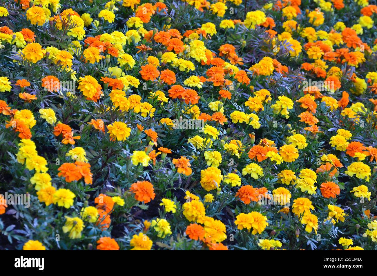Viele schöne Blumen im Garten. Mexikanische, aztekische oder afrikanische Ringelblume. Tagetes erecta Stockfoto