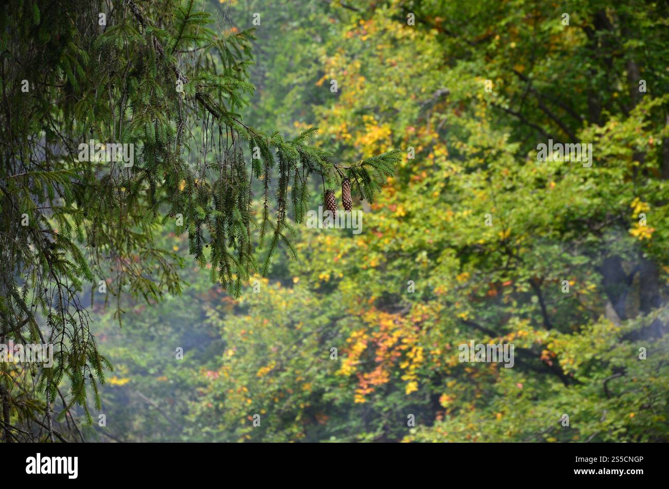 Niederlassung der Europäischen mit ein paar Kegel vor dem Hintergrund eines nebligen Nadelwald Fichte Stockfoto