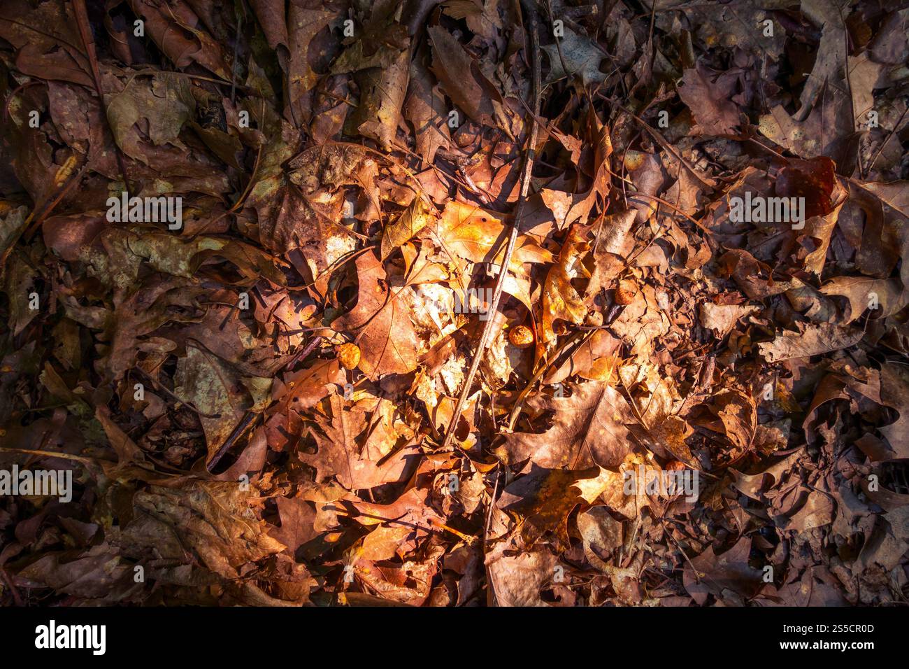 Trockene tote Blätter auf dem Boden. Braune Herbsthintergrundstruktur. Trockene tote Blätter auf dem Boden. Herbsthintergrundstruktur Stockfoto