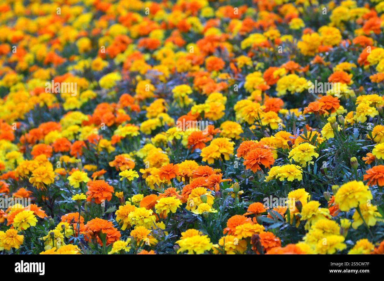 Viele schöne Blumen im Garten. Mexikanische, aztekische oder afrikanische Ringelblume. Tagetes erecta Stockfoto