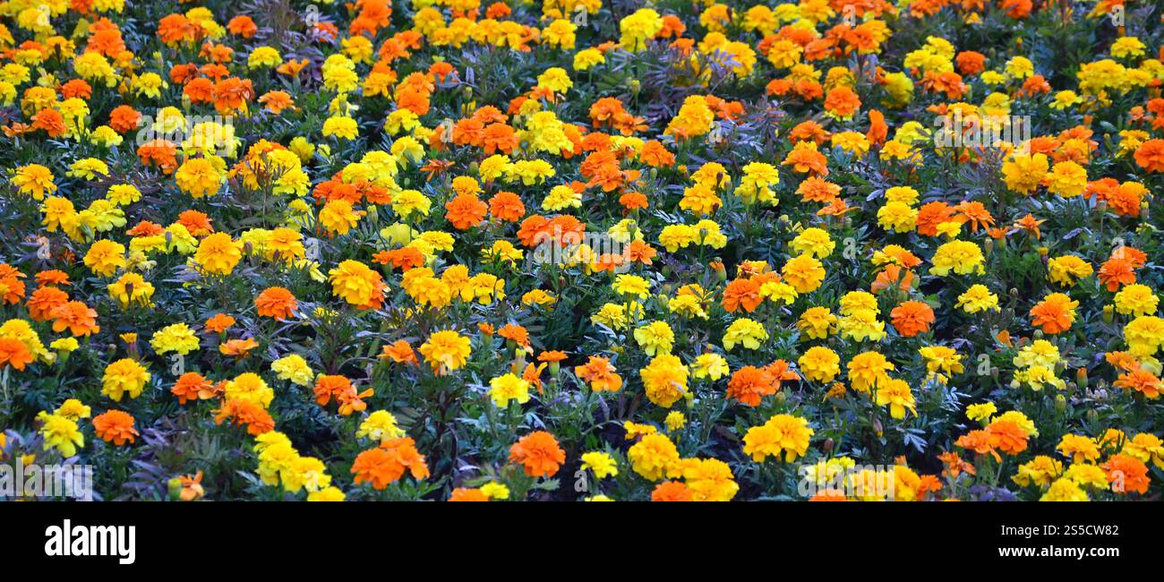 Viele schöne Blumen im Garten. Mexikanische, aztekische oder afrikanische Ringelblume. Tagetes erecta Stockfoto