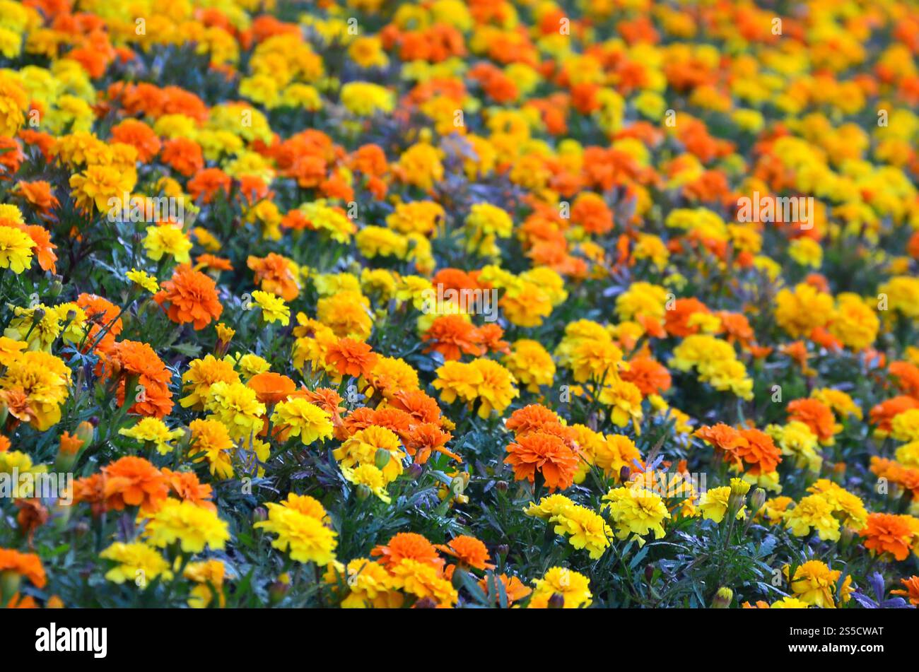 Viele schöne Blumen im Garten. Mexikanische, aztekische oder afrikanische Ringelblume. Tagetes erecta Stockfoto