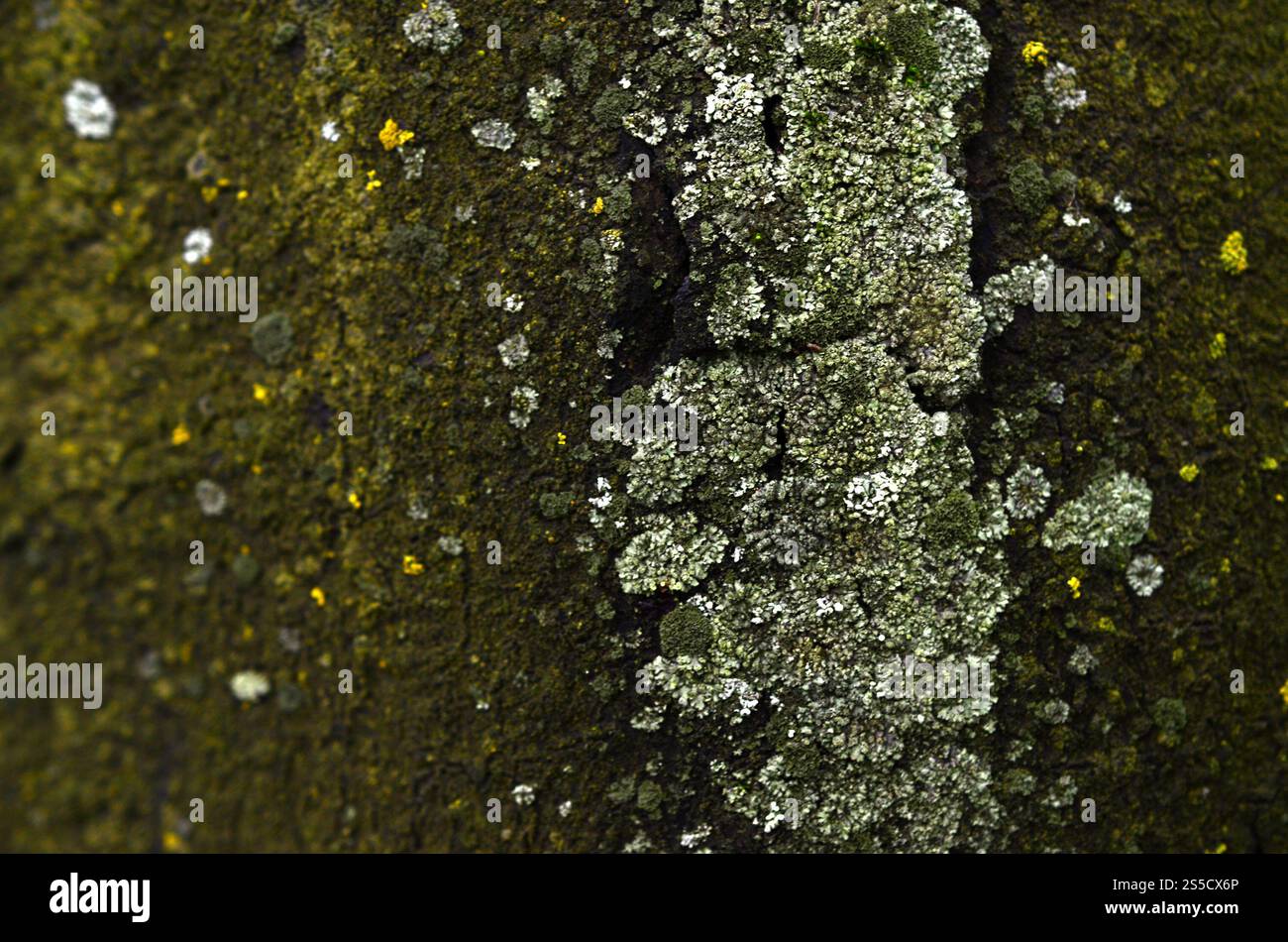 Textur der grünen Pilzbildung an der Rinde eines alten Baumes in einer feuchten Wintersaison Stockfoto