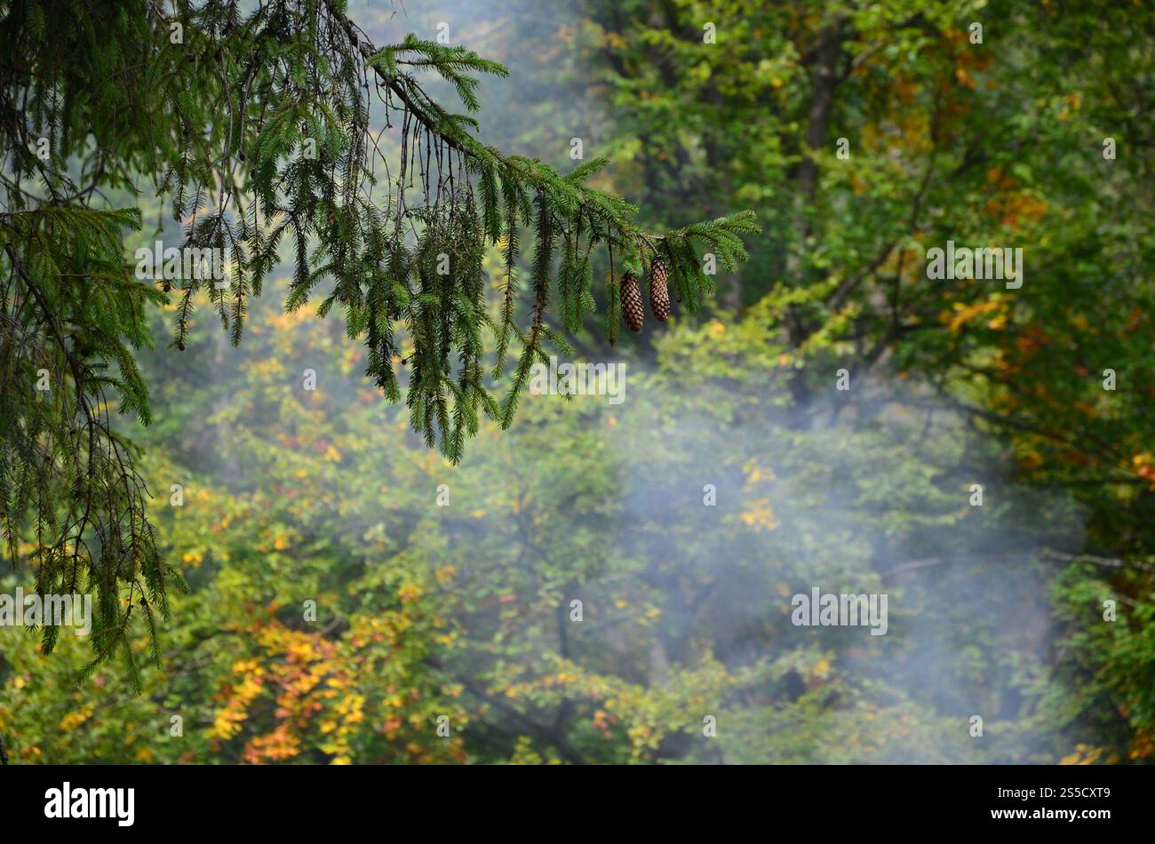 Niederlassung der Europäischen mit ein paar Kegel vor dem Hintergrund eines nebligen Nadelwald Fichte Stockfoto