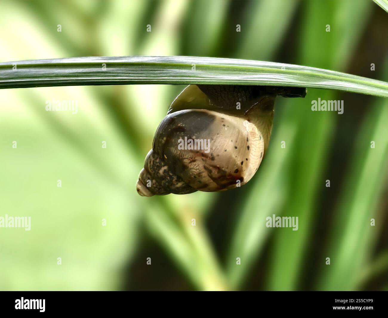Eine Gartenschnecke mit einem einzigartigen Muschelmuster liegt an der Spitze eines Blattes Stockfoto