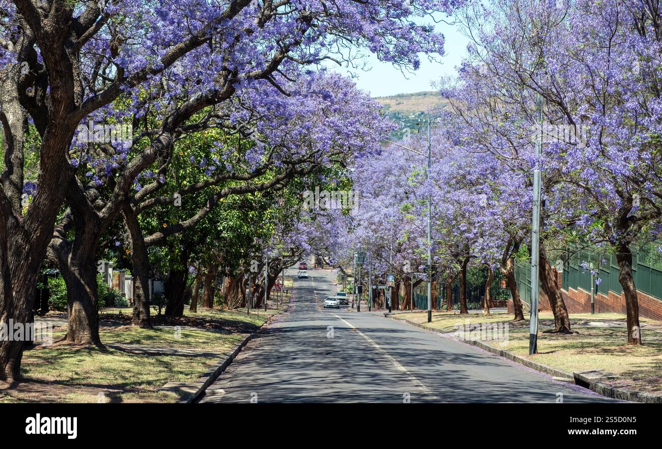 Jacaranda-Bäume blühen in einer Pretoria-Straße, Johannesburg, Südafrika Stockfoto