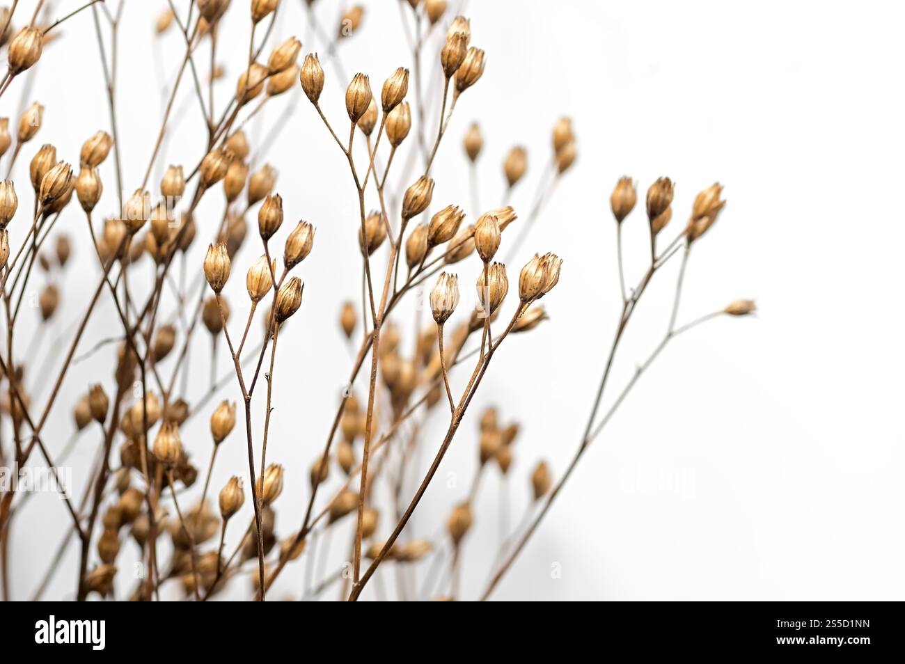 Nahblumenstrauß aus getrockneten Blumen. Kopierbereich. Stockfoto